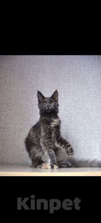 Кошки в Краснодаре: котята Мейн-Кун Девочка, Бесплатно - фото 1