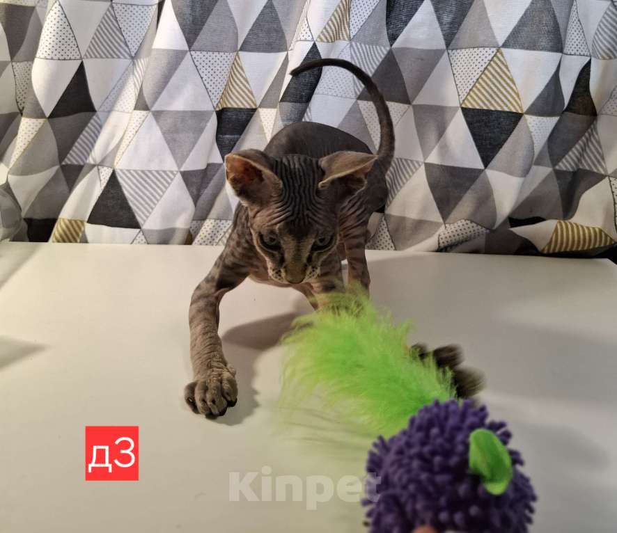 Кошки в Керчи: Котенок канадского сфинкса Девочка, 10 000 руб. - фото 1