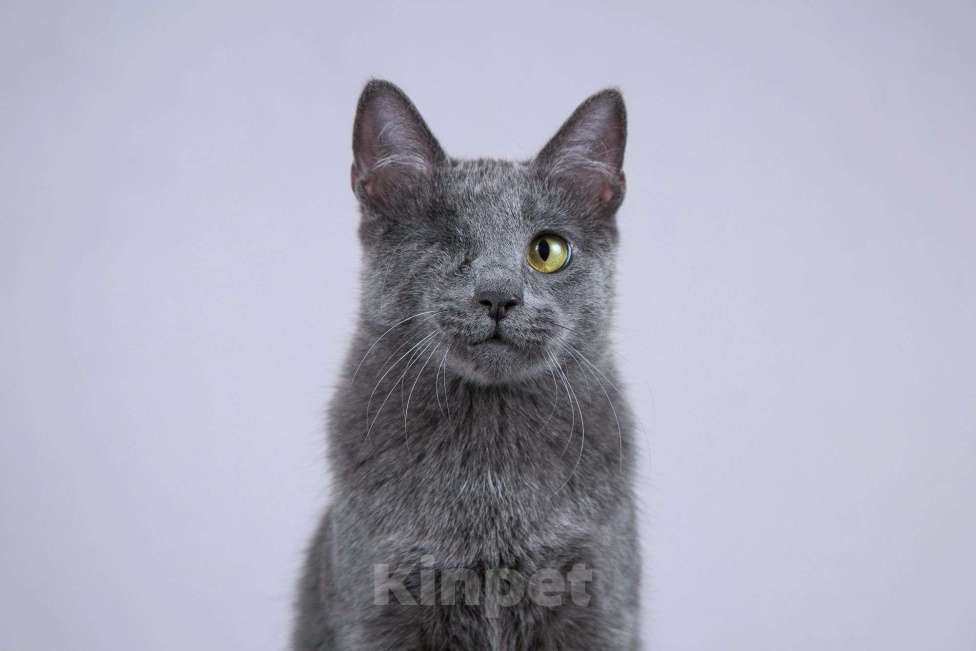 Кошки в Москве: Нежный ласковый котик Лапозай в добрые руки Мальчик, Бесплатно - фото 8