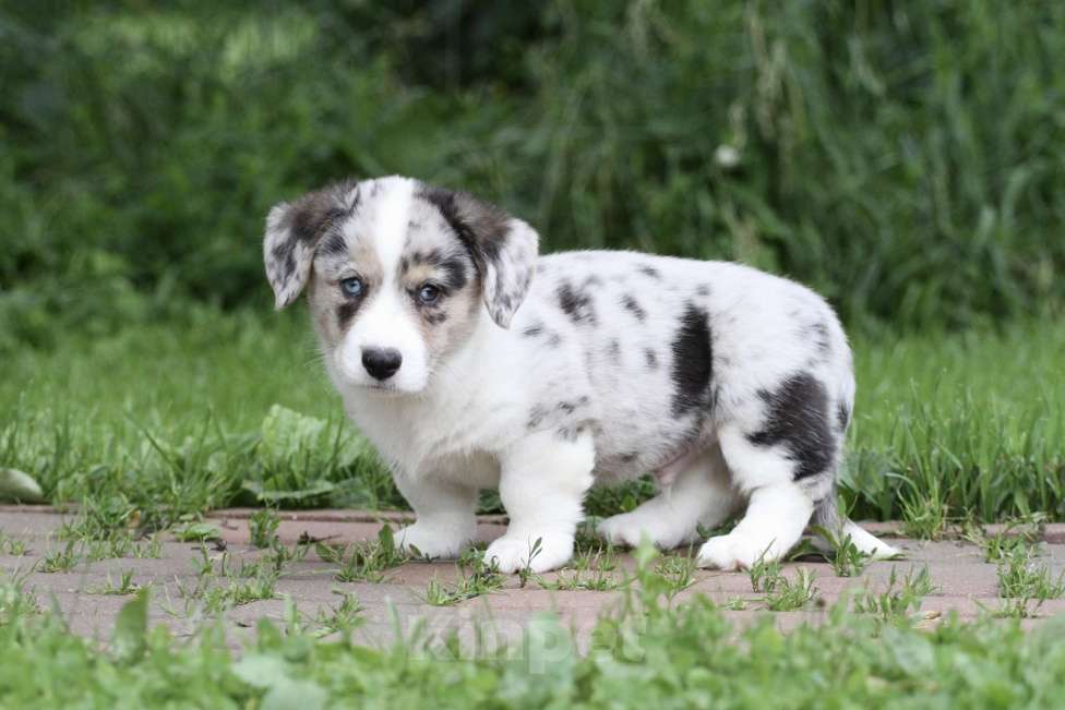 Собаки в Москве: Вельш корги кардиган Мальчик, Бесплатно - фото 4
