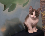 Кошки в Барнауле: Котята в очень добрые руки Девочка, Бесплатно - фото 1