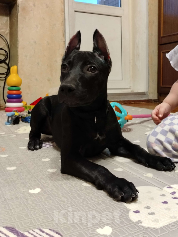 Собаки в Санкт-Петербурге: Отдам в хорошие руки Девочка, 1 руб. - фото 3