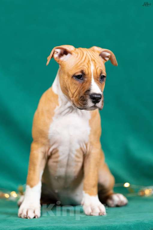 Собаки в Красногорске: Девочка 5 Девочка, 50 000 руб. - фото 3