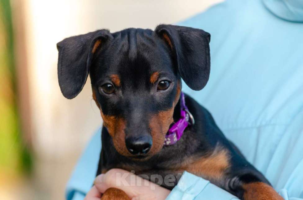 Собаки в Москве: Щенки цвергпинчера (питомник РКФ) Мальчик, Бесплатно - фото 4