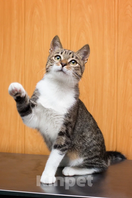 Кошки в Москве: Ласковый котенок Василек в добрые руки Мальчик, Бесплатно - фото 7