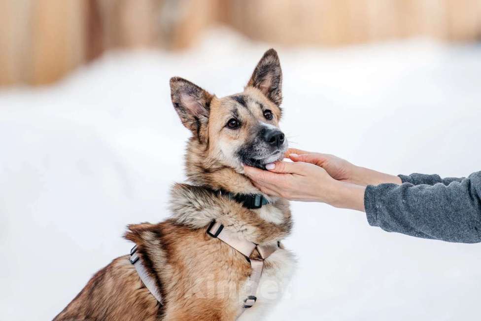 Собаки в Москве: Корги рыжего окраса Иви в добрые руки Девочка, 1 руб. - фото 4