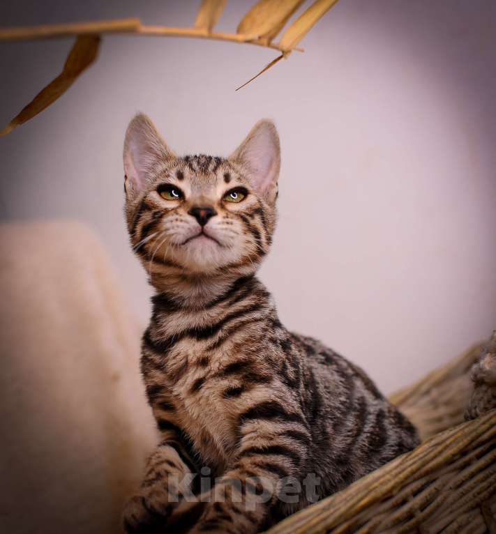 Кошки в Москве: Бенгальский котенок золото холодный Мальчик, 35 000 руб. - фото 5
