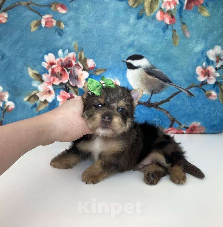Собаки в Москве: Йорк с зелёно голубыми глазами мальчик стандарт Девочка, 60 000 руб. - фото 5