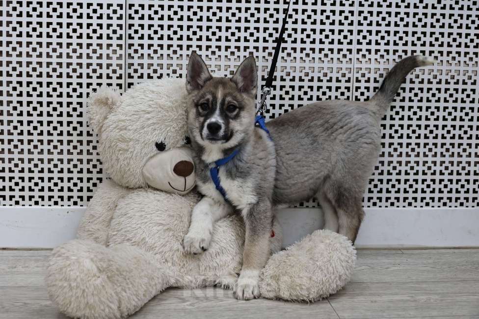 Собаки в Москве: Щенки бесплатно в Москве Девочка, Бесплатно - фото 3