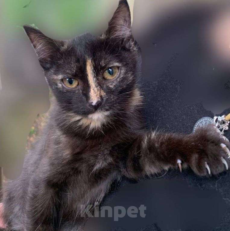 Кошки в Красноярске: Девочка, приучена к лотку Девочка, Бесплатно - фото 1