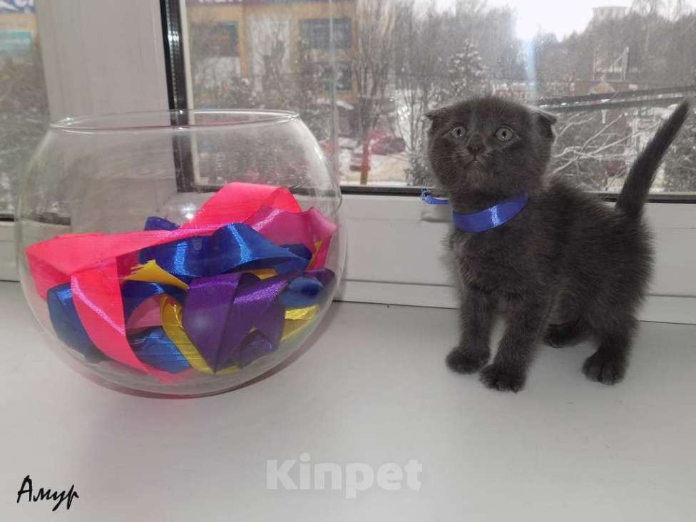 Кошки в Москве: Шотландская вислоухая длинношерстная, мальчик Мальчик, 15 000 руб. - фото 8