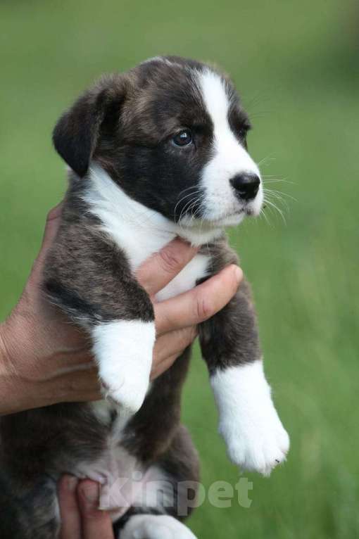Собаки в Кургане: Щенок Вельш корги кардигана  в поисках семьи Девочка, Бесплатно - фото 3