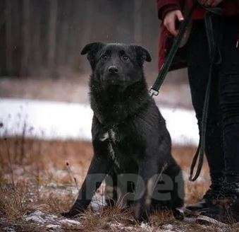 Собаки в Москве: Смолли Девочка, Бесплатно - фото 2