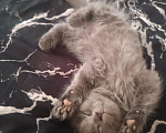 Кошки в Майкопе: Котята Девочка, Бесплатно - фото 2