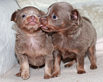 Собаки в Волгограде: Мальчики лиловые длинношерстные Мальчик, 25 000 руб. - фото 3