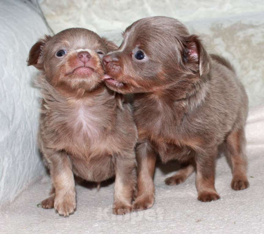 Собаки в Волгограде: Мальчики лиловые длинношерстные Мальчик, 25 000 руб. - фото 3