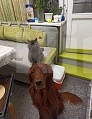 Собаки в Подольске: Щенки в добрые руки Мальчик, Бесплатно - фото 1