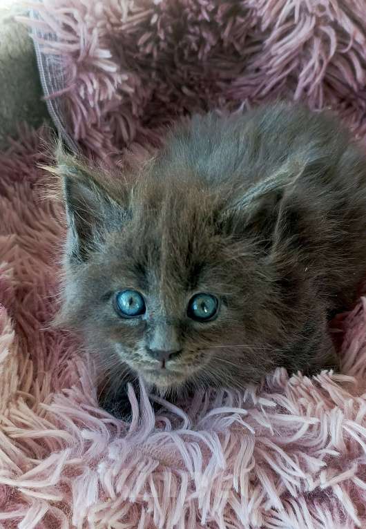 Кошки в Москве: Мейн-кун девочка Девочка, 45 000 руб. - фото 2