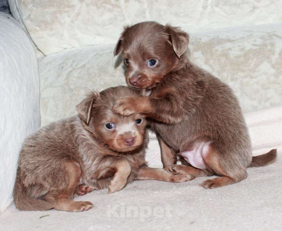 Собаки в Волгограде: Мальчики лиловые длинношерстные Мальчик, 25 000 руб. - фото 1