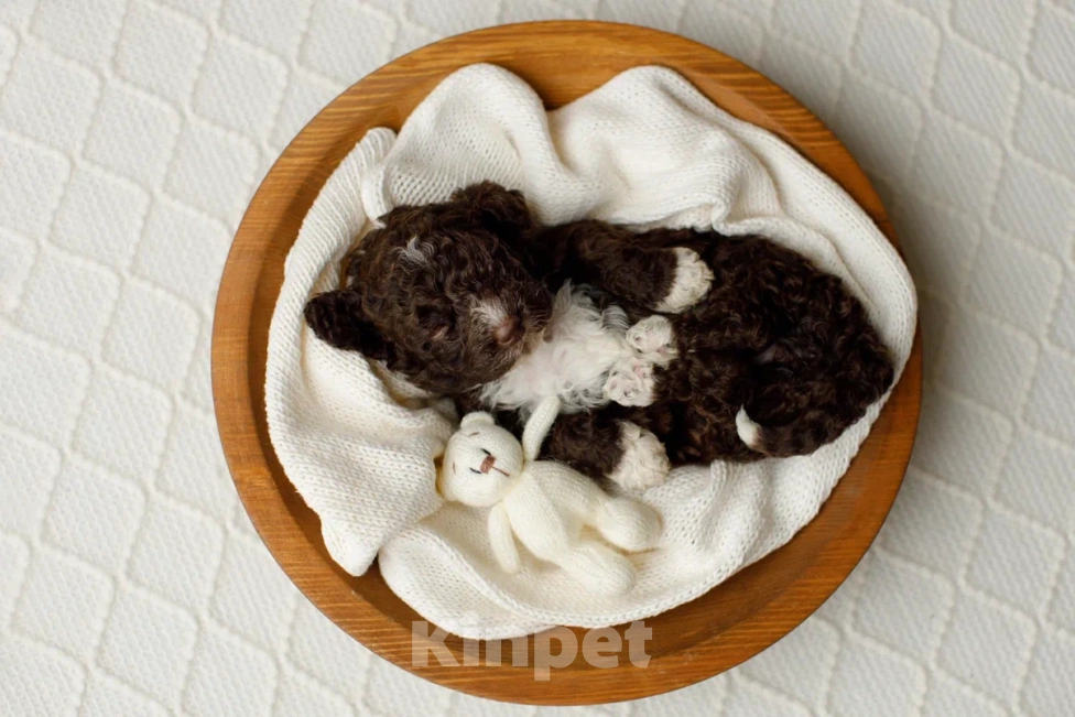 Собаки в Санкт-Петербурге: Испанская водяная собака Девочка, Бесплатно - фото 6