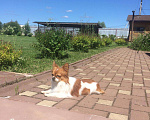Собаки в Зеленограде: Чихуахуа, Бесплатно - фото 1