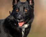 Собаки в Зеленограде: Север в добрые руки Мальчик, Бесплатно - фото 1
