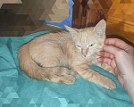 Кошки в Малоархангельске: Котята, Бесплатно - фото 10