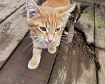Кошки в Перми: Котята в добрые руки  Мальчик, Бесплатно - фото 1