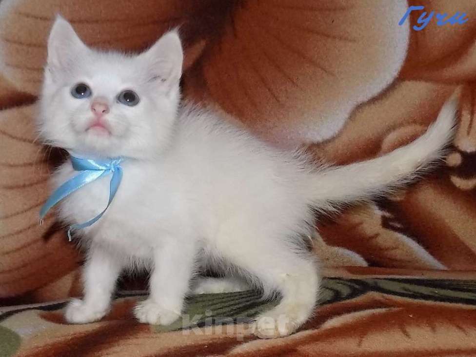 Кошки в Москве: Котята турецкой ангоры Мальчик, 10 000 руб. - фото 8