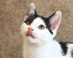 Кошки в Москве: Котёнок Смурфик ищет семью! Мальчик, Бесплатно - фото 8