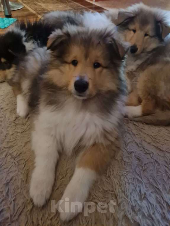 Собаки в Туле: Щенок Колли Длинношерстный Мальчик, 70 000 руб. - фото 8