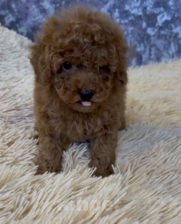 Собаки в Москве: Парни красного окраса Мальчик, 85 000 руб. - фото 2