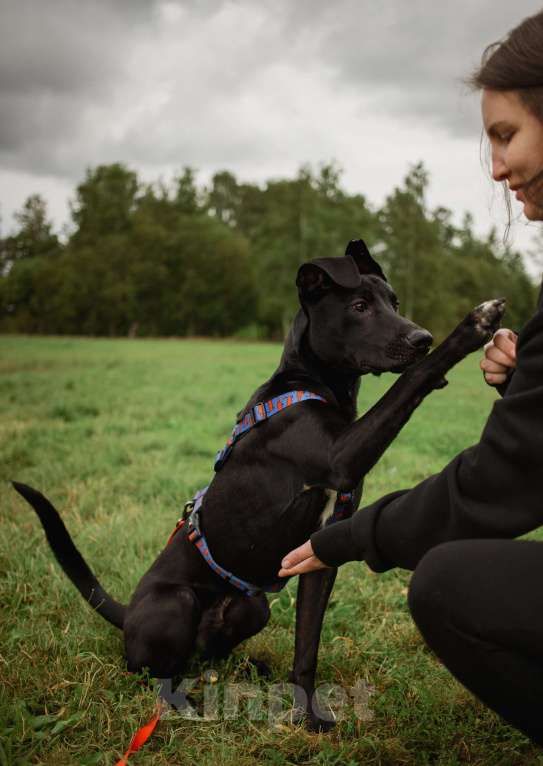 Собаки в Кудрово: Отис в поисках родителя Мальчик, Бесплатно - фото 7
