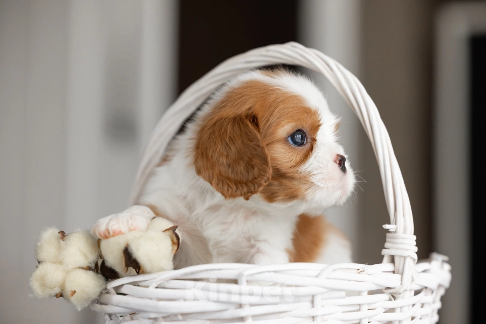 Собаки в Москве: Мальчик  бленхейм  Мальчик, 95 000 руб. - фото 5