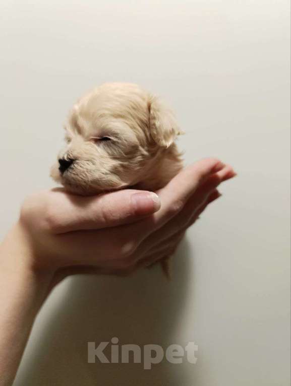 Собаки в Новосибирске: Мальтипу Девочка, 100 000 руб. - фото 1