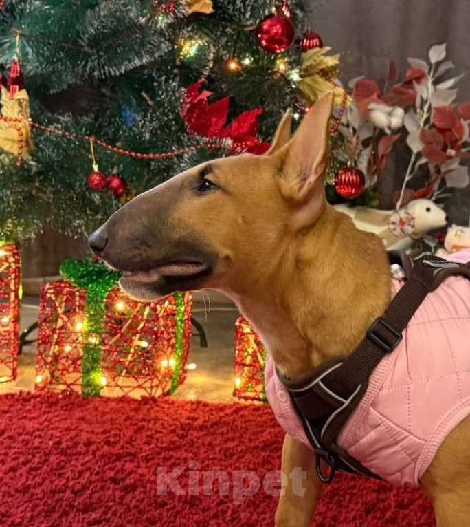 Собаки в Тюмени: Миниатюрный бультерьер девочка Мальчик, Бесплатно - фото 2