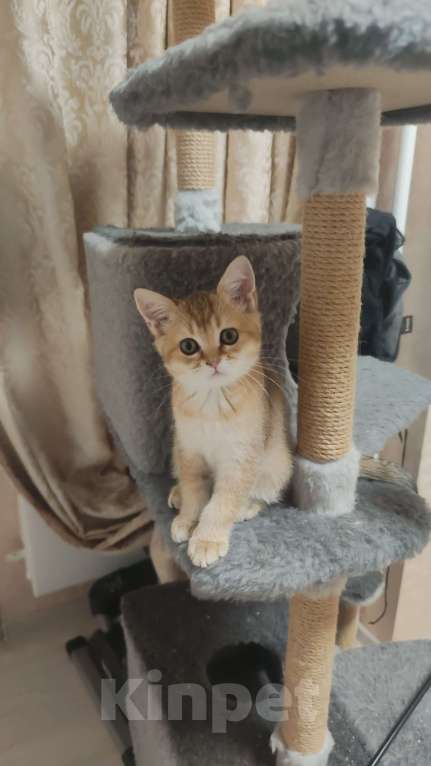 Кошки в Балашихе: Котята шотландская золотая шиншилла Мальчик, 9 000 руб. - фото 4