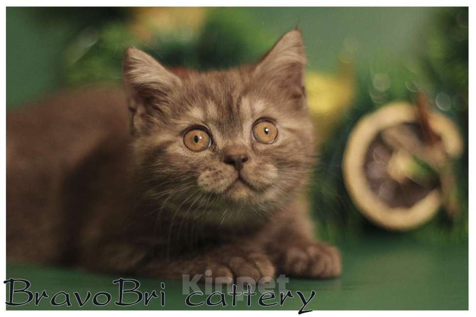 Кошки в Сургуте: Британская короткошерстная кошечка Девочка, 60 000 руб. - фото 8