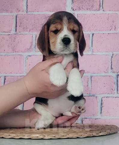 Собаки в Магнитогорске: Бигль Девочка, 35 000 руб. - фото 1