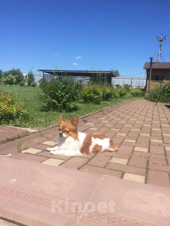 Собаки в Зеленограде: Чихуахуа, Бесплатно - фото 1