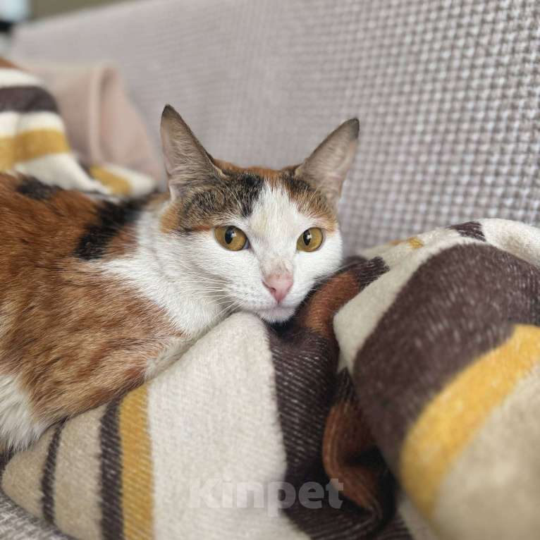 Кошки в Москве: смешная кошка Шпуля ищет дом Девочка, Бесплатно - фото 5