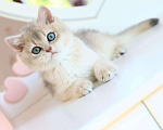 Кошки в Новосибирске: Котята золотая шиншилла  Мальчик, 90 000 руб. - фото 5