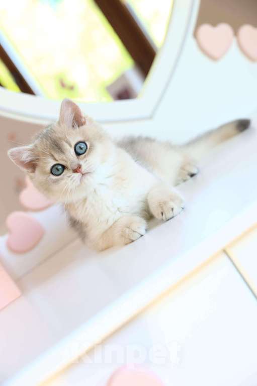 Кошки в Новосибирске: Котята золотая шиншилла  Мальчик, 90 000 руб. - фото 5