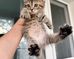 Кошки в Дмитрове: Котенок Мальчик, Бесплатно - фото 2