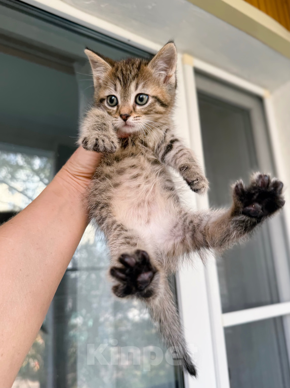 Кошки в Дмитрове: Котенок Мальчик, Бесплатно - фото 2