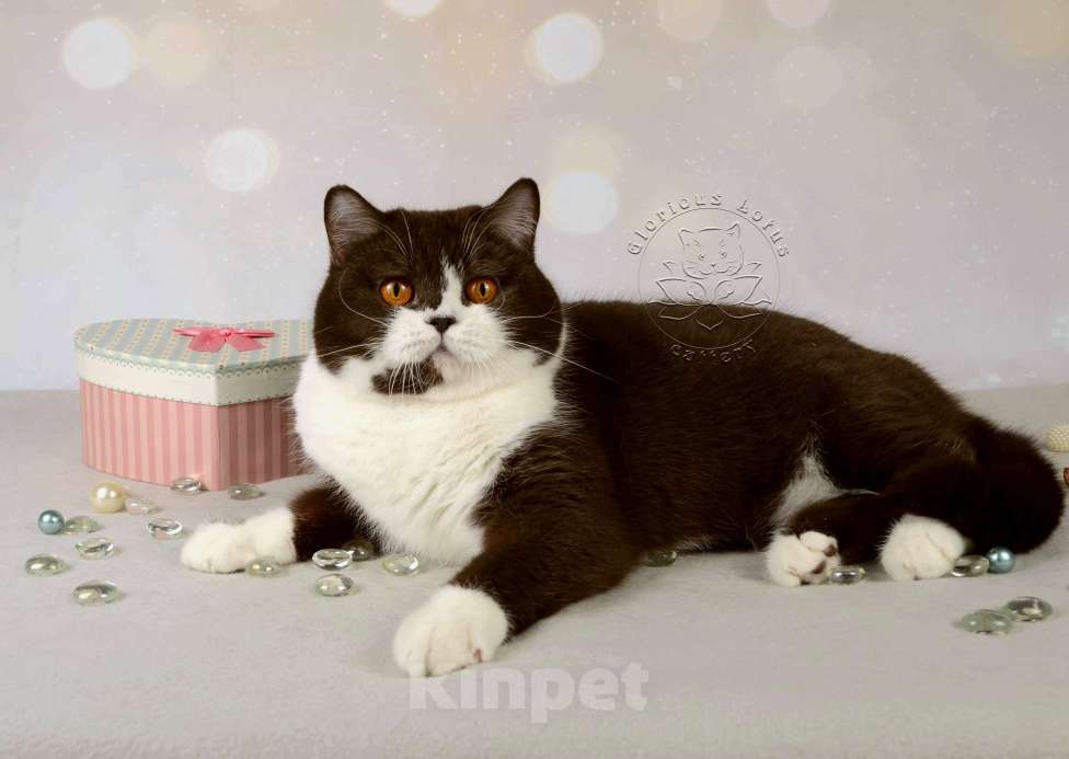Кошки в Санкт-Петербурге: Британская кошечка с котёнкиной душой - шоколадный биколор Девочка, 6 000 руб. - фото 6