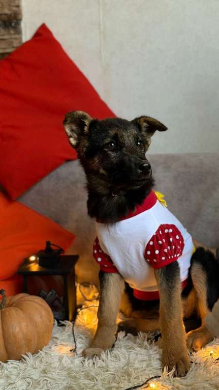 Собаки в Санкт-Петербурге: Щенок Буся Девочка, Бесплатно - фото 2