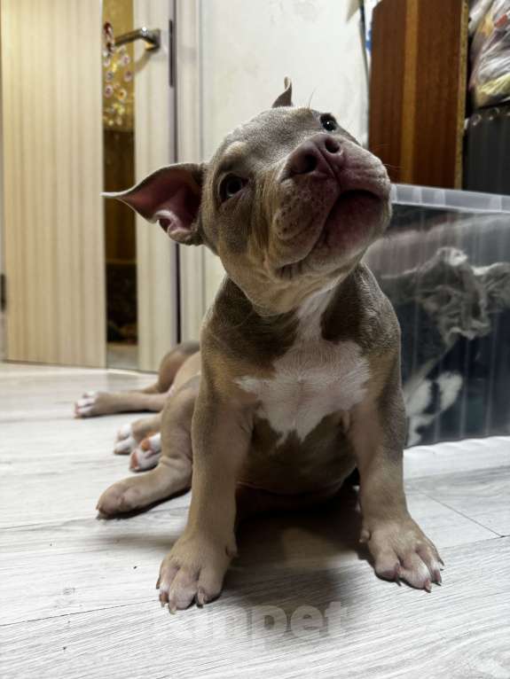 Собаки в Москве: Красивый мальчик Мальчик, 70 000 руб. - фото 3