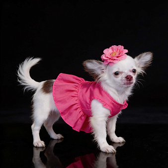 Длинношёрстная чихуахуа мини