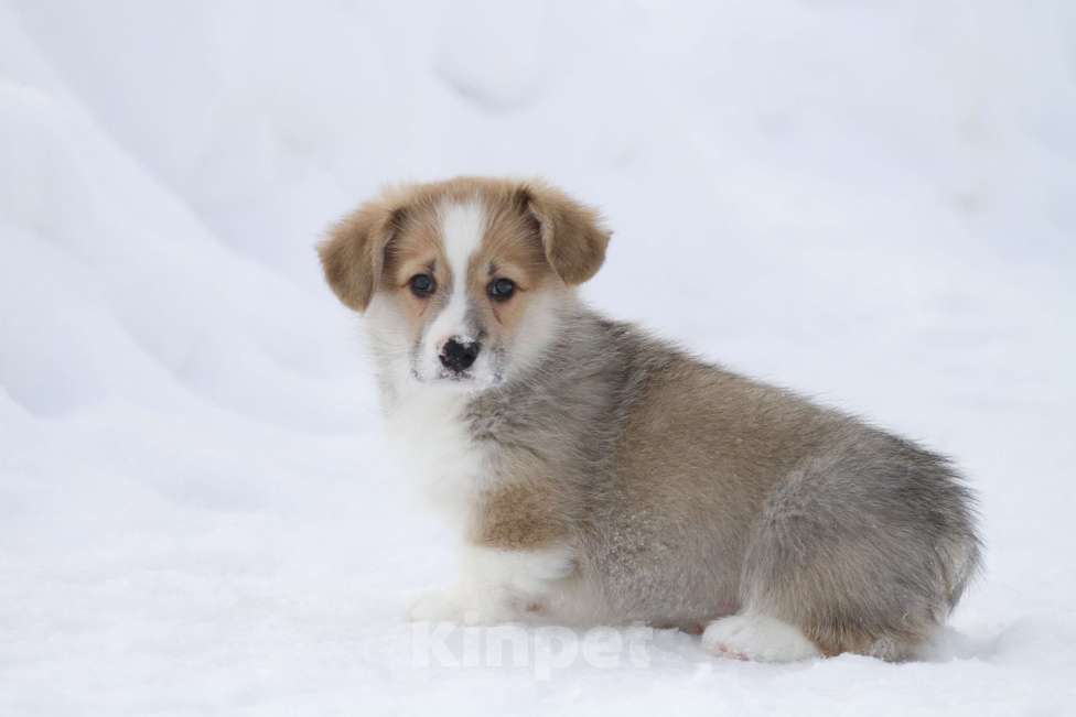 Собаки в Москве: Вельш корги пемброк Девочка, 50 000 руб. - фото 3